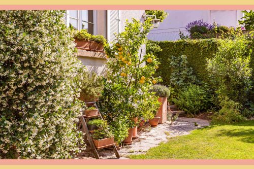 6 Low-Maintenance Porch Plants That Thrive in Pots and Containers