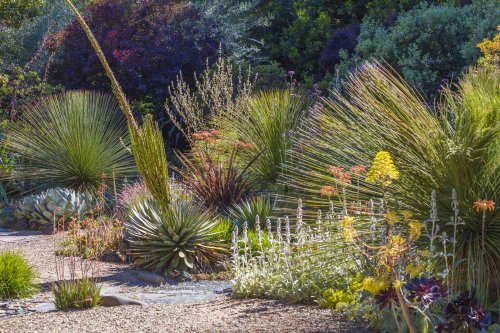 How to Design a Drought-Resistant Garden That Flourishes in Any Weather