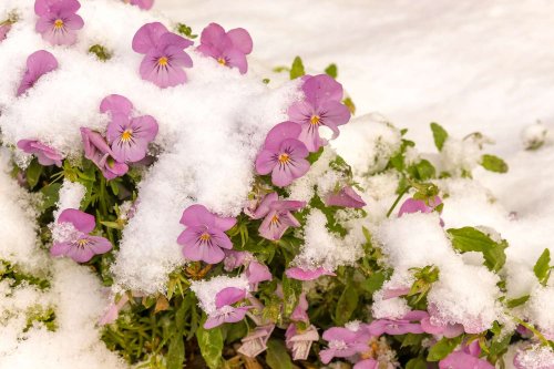10 Plants That Bloom in Winter for Some Cheer During the Coldest Time of Year