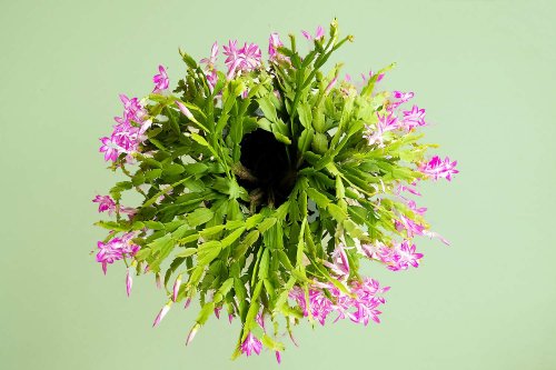 How to Propagate a Christmas Cactus Successfully