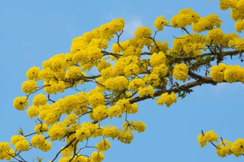 10 Ornamental Trees That Will Add Some Pizzazz to Your Yard