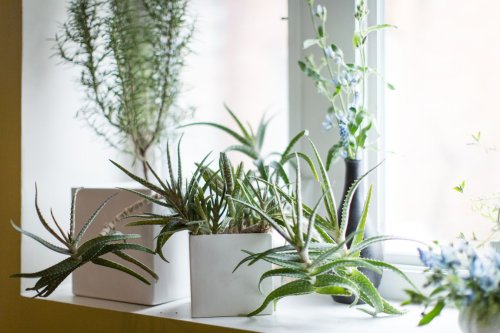 16 Low-Maintenance Indoor Houseplants Most Likely to Survive All Year Long