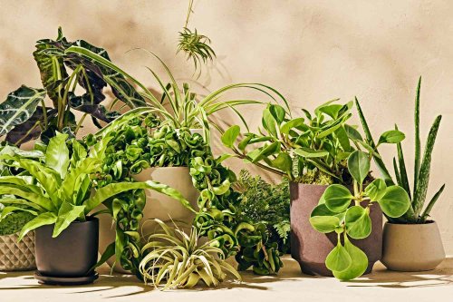 Our 8 Best Houseplant and Gardening Tips From the Past 25 Years