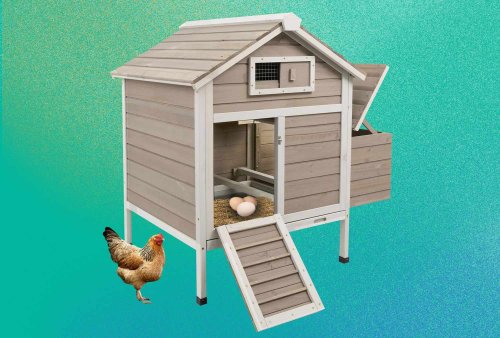 This Under-$200 Chicken Coop on Amazon Might Actually Be Nicer Than Some NYC Apartments