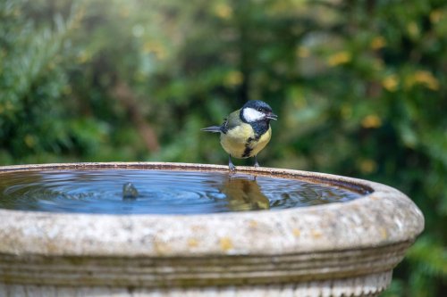 This Surprising $13 Disk ‘Works Like a Charm’ for Preventing Algae, Slimy Buildup, and Water Stains in Bird Baths