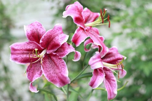 How to Grow and Care for Lily Flowers