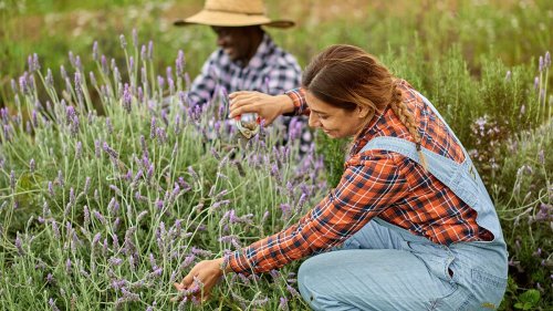 Bright Purple Paradise: How To Create Your Own Mini Lavender Field in 3 Easy Steps