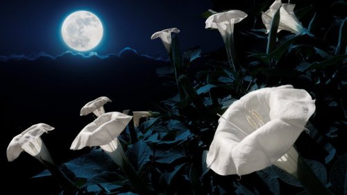 What Is a Moon Garden? How To Cultivate This Magical Amenity in Your Yard
