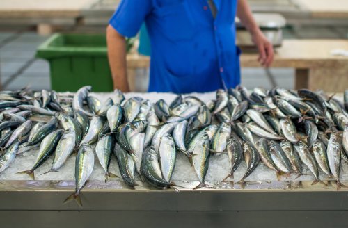 How the Atlantic Mackerel Bounced Back From Overfishing