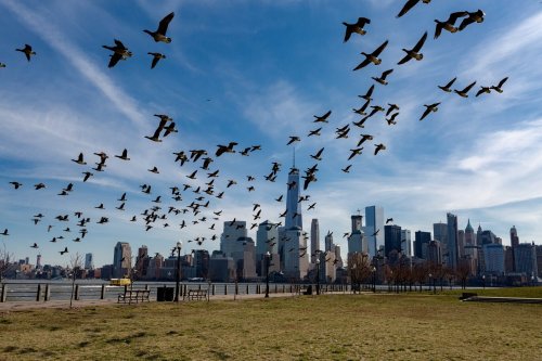 We Can Stop Glass Windows From Killing Birds