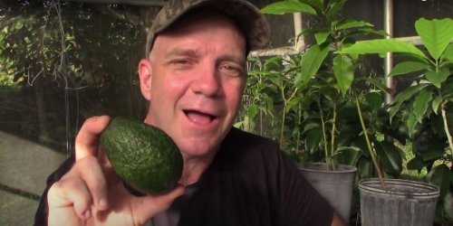 Avocado farmer explains secret why you can't grow Hass avocado trees from Hass seeds