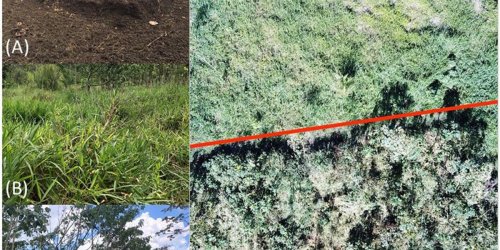 Researchers dumped tons of coffee waste into a forest. This is what it looks like now.