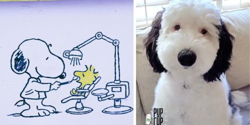 Snoopy is real, her name is Bayley and the internet can't get enough of her