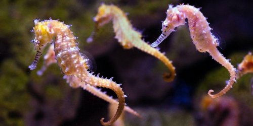 Seahorses have one of the coolest origin stories of all life on Earth