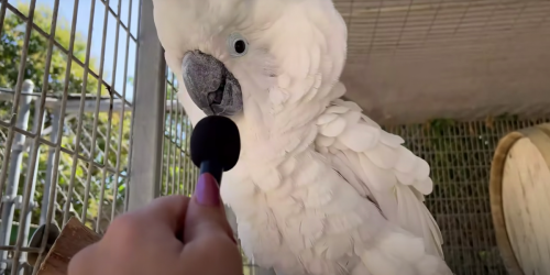 Chatty animals get 'interviewed' with a teeny tiny microphone, and boy is it entertaining