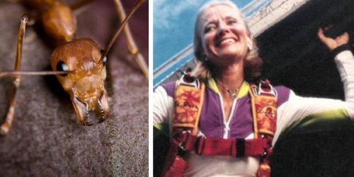 Woman's wild story of surviving 14,500 ft skydive fall because of fire ants is a must read