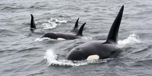 Orcas engage in human-like fads, including weird fashion trends and teen hooliganism
