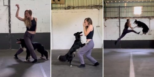 Woman's choreographed dance with her dog is a jaw-dropping testament to border collie smarts