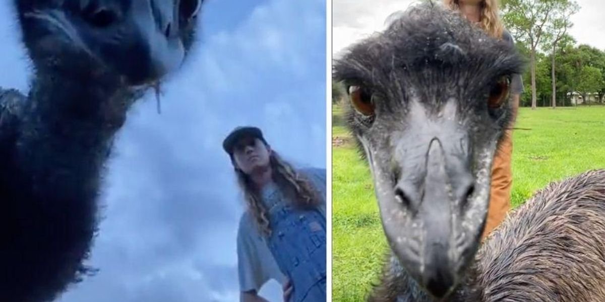 Emmanuel the chaotic emu is officially the internet's favorite bird
