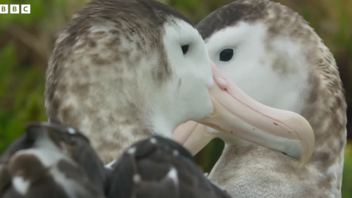 Documentary Clip Of Two Male Albatrosses Adorably Courting Each Other Has Twitter Swooning