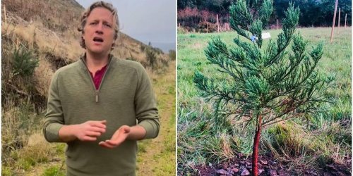 He planted a giant sequoia to offset his lifetime carbon footprint and will help you do it, too