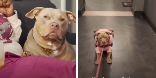 Dog refuses to walk with her mom, but miraculously, her legs 'work with Grandma'