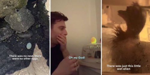 London man finds a mysterious egg, incubates it, and launches a Pixar-worthy journey of love