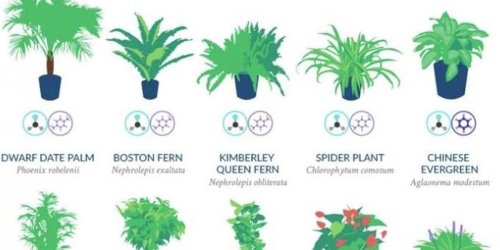 NASA says these 18 plants are the best at naturally filtering the air in your home