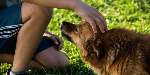 New research shows why you should always pet your dog before leaving the house
