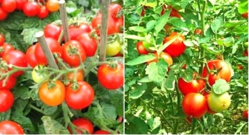10 Étapes Simples Pour Faire Pousser Entre 15 Et 30 Kilos Par Pied De Tomates. – Recettes Plat