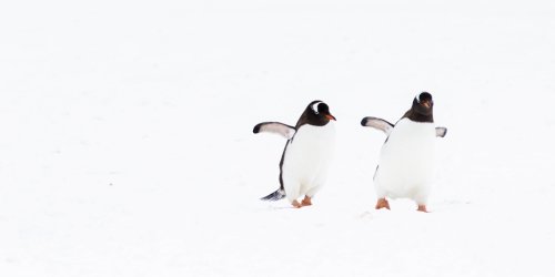 The Collective Noun for Penguins