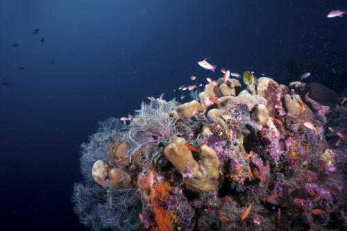 Malaysia: Unvergessliche Unterwasserwelt