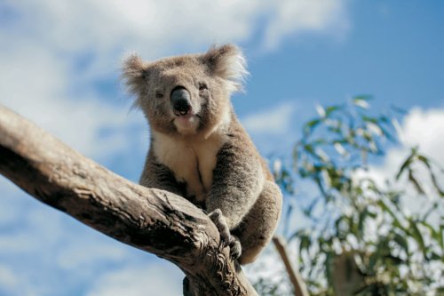 Australiens Tierwelt erleben