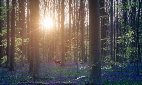 Die 6 außergewöhnlichsten europäischen Wälder
