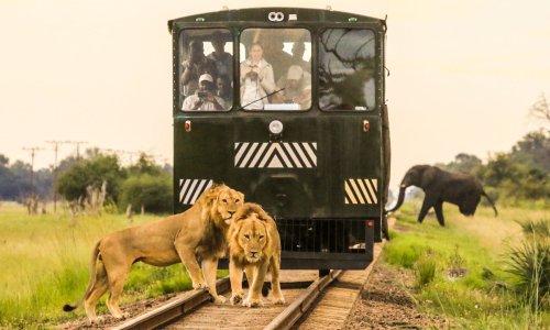 Elefanten am Fenster: Mit diesem Zug gehst du auf Safari
