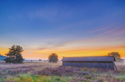 Lüneburger Heide: Die schönsten Orte für die Heideblüte 2023