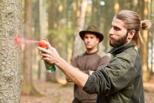 Markierungen am Baum: Das bedeuten die bunten Zeichen im Wald