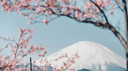 Japan: Kirschblüte startet immer früher - wegen Klimaerwärmung