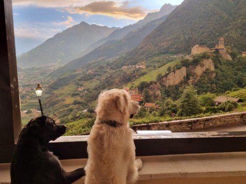 Die hundefreundlichsten Hotels in Deutschland und Europa