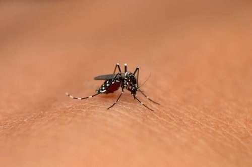Mückenplage auf Mallorca: Asiatische Tigermücke breitet sich aus