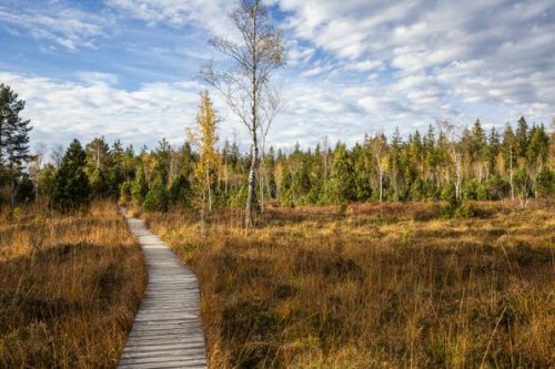 Herbstidyll: Hier wanderst du durch die schönsten Moorlandschaften