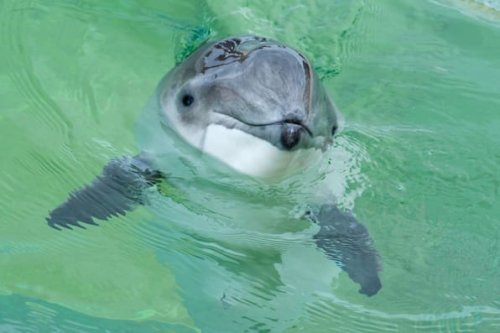Wale in der Ostsee: An diesen Orten kannst du sie beobachten