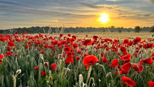 Die schönsten Blumenfelder in Deutschland für einen Ausflug
