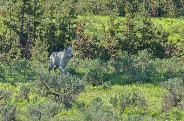 Wie Wölfe den Yellowstone-Nationalpark retten