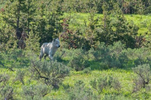 Wie Wölfe den Yellowstone-Nationalpark retten