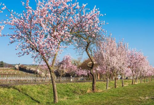 Mandelblüte in Deutschland: Warum du die Pfalz im Frühling einen Besuch lohnt