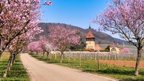 Mandelblüte in Deutschland: Warum du die Pfalz im Frühling besuchen solltest
