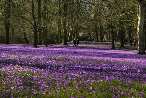 Husum: Größtes Krokusfeld in Nordeuropa lockt Tausende Besucher an