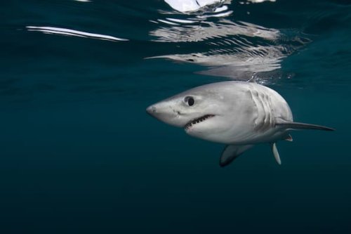 Hai-Alarm in der Nordsee – welche Tiere leben dort? Wie gefährlich sind sie?
