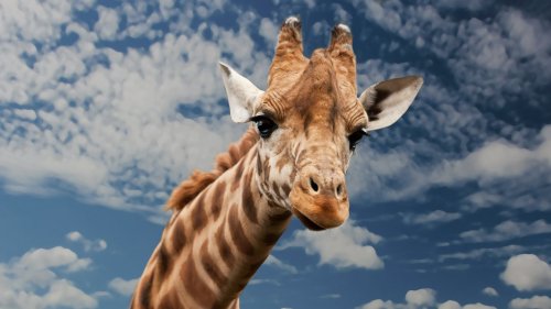Akut bedroht: Rettet die Giraffen!